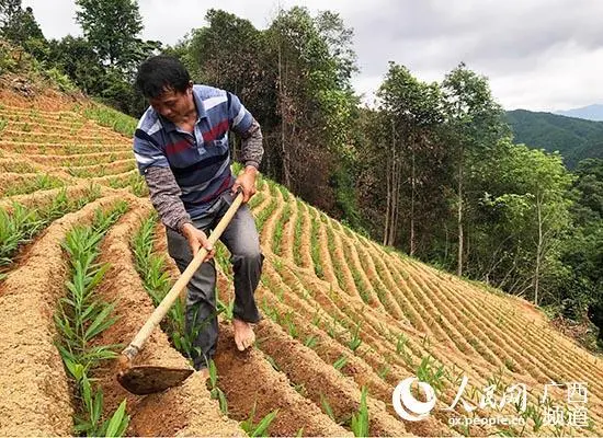 雷竹笋种植致富案例_广东丘陵种植致富_白领种植蘑菇致富