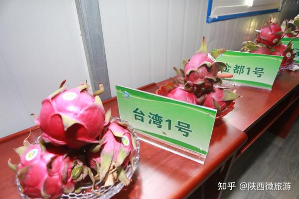 香菇种植收益如何_种植香菇增收致富_香菇种植致富经