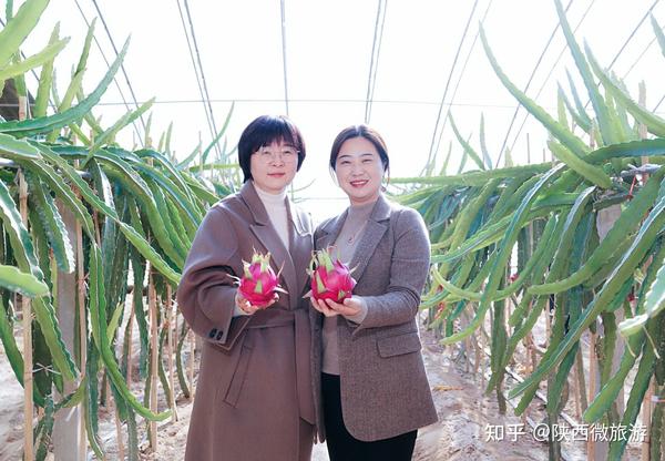 香菇种植致富经_香菇种植收益如何_种植香菇增收致富