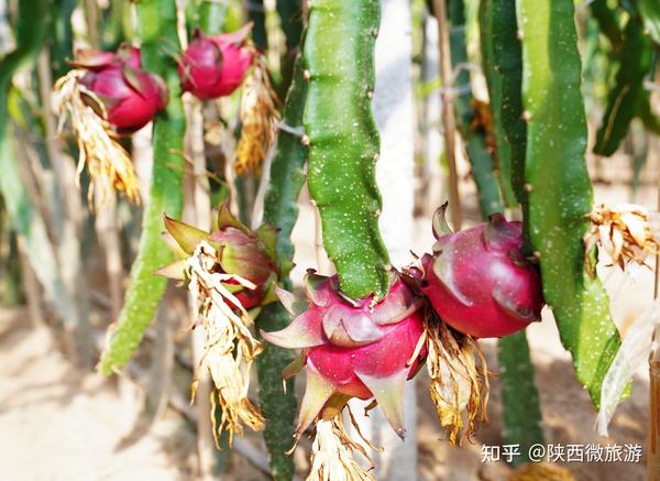 种植香菇增收致富_香菇种植致富经_香菇种植收益如何