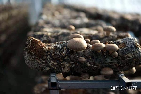 香菇种植致富经_香菇种植挣钱吗_种植香菇增收致富