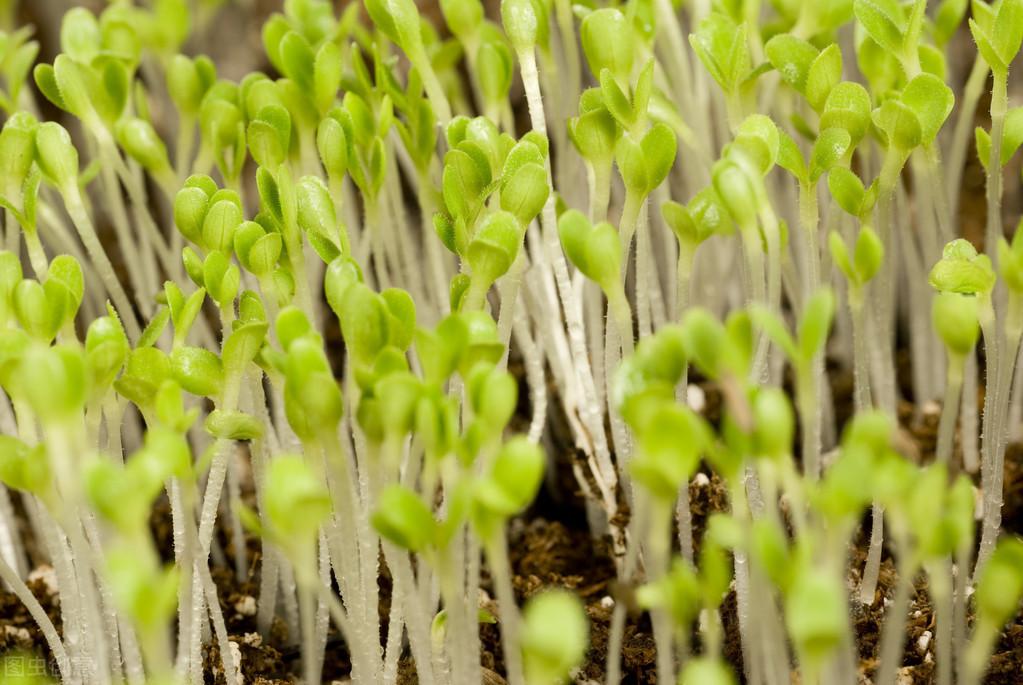 绿豆芽种植技术_怎样种植绿豆芽苗菜_如何种植绿豆芽菜