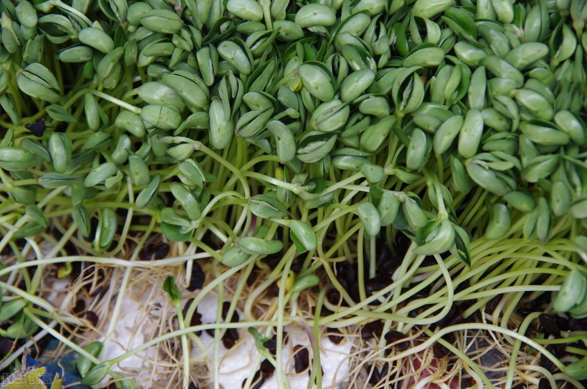 如何种植绿豆芽菜_怎样种植绿豆芽苗菜_绿豆芽种植技术