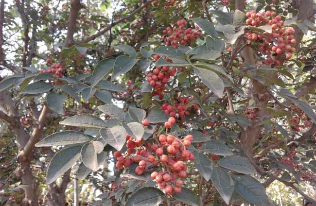 花椒树栽培技术