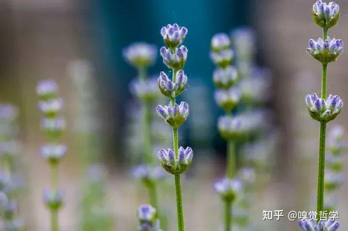 夏季荆芥的种植方法_荆芥种植技术视频_夏季荆芥种植技术