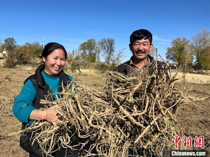 黄芪种植致富吗_黄芪种植收益及行情2020_致富黄芪种植视频