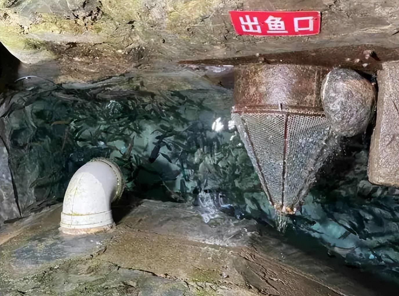 致富泉水养殖项目简介_泉水养殖致富项目_致富经泉水高产养鱼视频