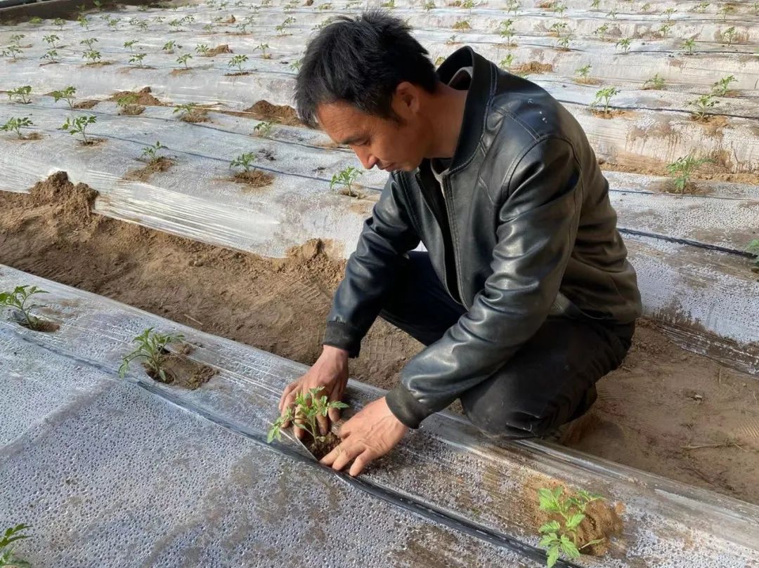 致富经大棚种菜技术_致富大棚种植鼓励措施_鼓励大棚种植致富