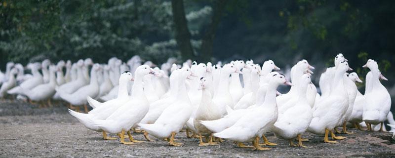 养殖鸳鸯鸭野生养殖技术_鸳鸯鸭养殖视频_鸳鸯鸭养殖技术视频