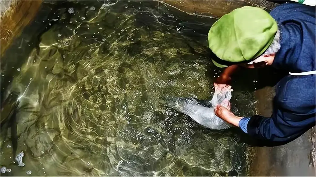 泉水养殖致富项目_致富经山泉水养鱼完整视频_致富泉水养殖项目介绍