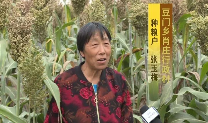 种植致富业_农村致富项目种植业_田地种植致富项目