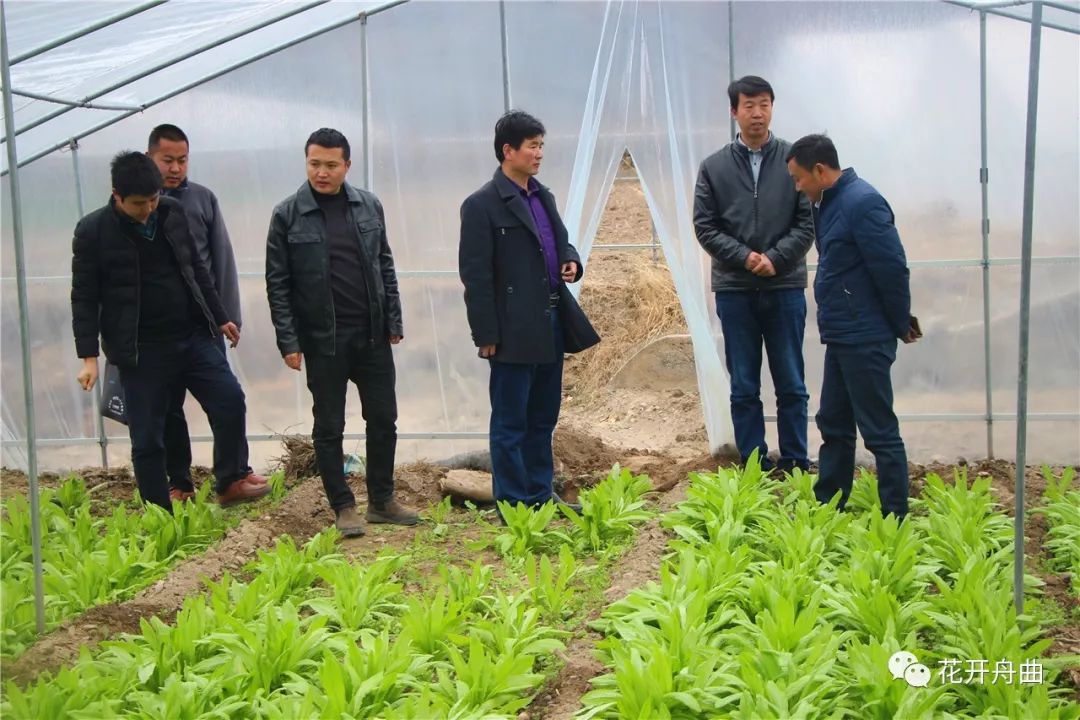 种植大棚带领村民致富_致富经大棚种菜技术_鼓励大棚种植致富