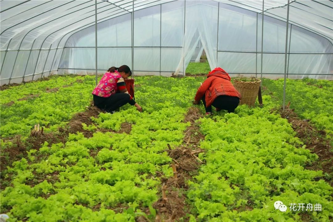 种植大棚带领村民致富_鼓励大棚种植致富_致富经大棚种菜技术