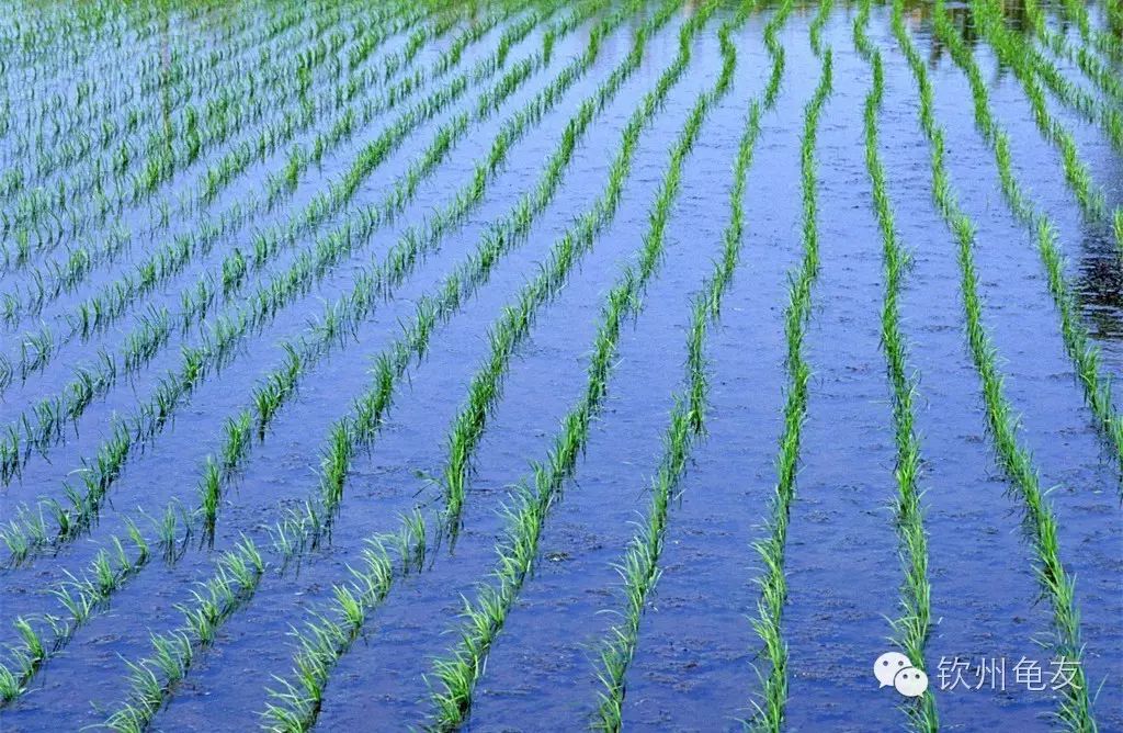 致富经养龟_养龟致富视频_养殖食用龟致富