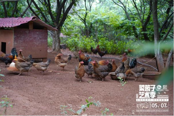 土鸡养殖致富经2019年全集_致富金土鸡养殖_致富经土鸡养殖技术视频