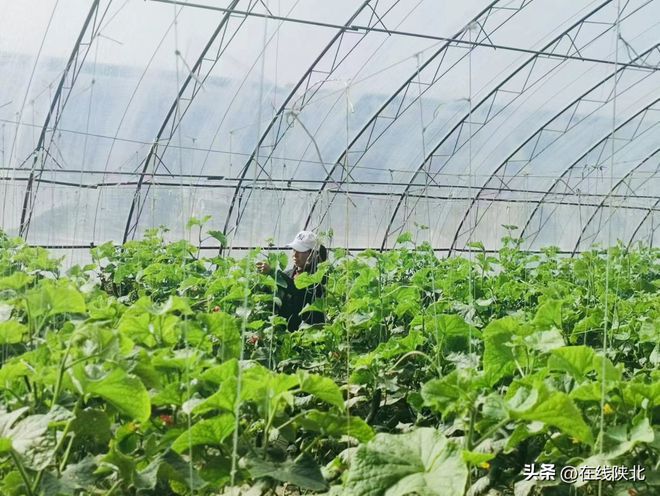 温室大棚种植什么赚钱_温室大棚种植技术视频_致富经温室大棚种植