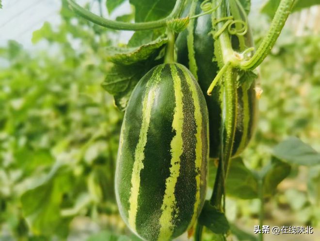 温室大棚种植技术视频_致富经温室大棚种植_温室大棚种植什么赚钱