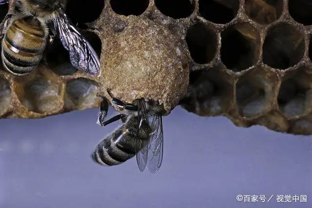 蜂群换王视频_蜂王陪养殖技术视频_中蜂养殖技术视频换王