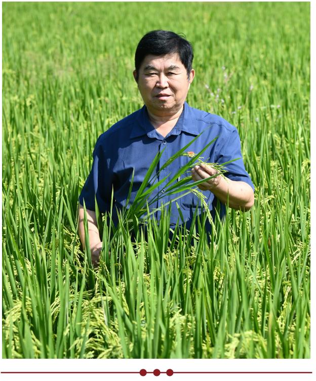 火麻种植技术范文_农民种植火麻致富_种植火麻违法吗