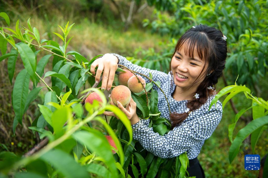 农业种植水果致富项目_致富水果种植农民门路新闻报道_农民水果种植致富新门路