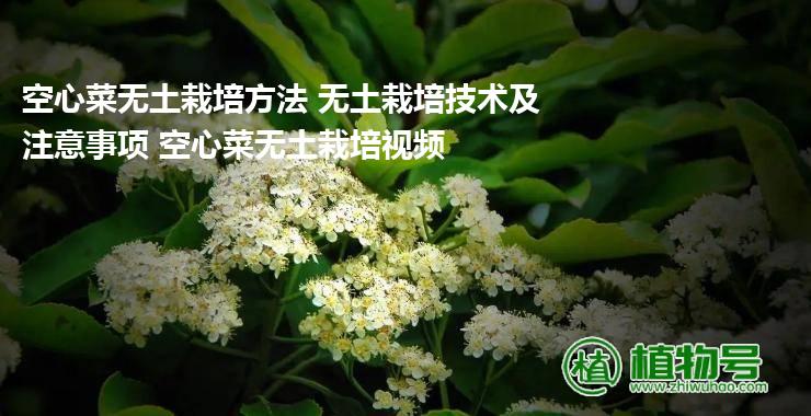 空心菜无土栽培方法 无土栽培技术及注意事项 空心菜无土栽培视频