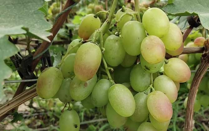 空心菜无土栽培方法 无土栽培技术及注意事项 空心菜无土栽培视频