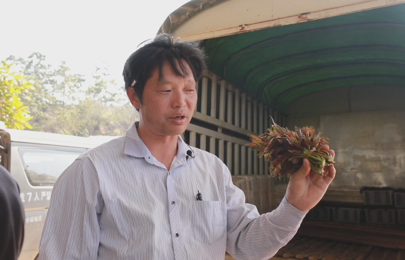 弥勒香椿种植基地_弥勒种植香椿致富_致富种植弥勒香椿好吗