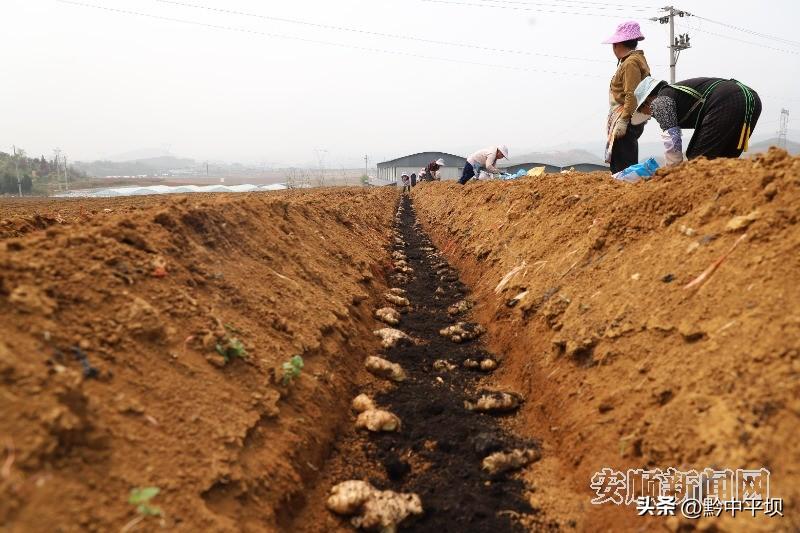 致富经生姜种植技术视频_农村种植生姜致富_农村生姜栽培种植技术