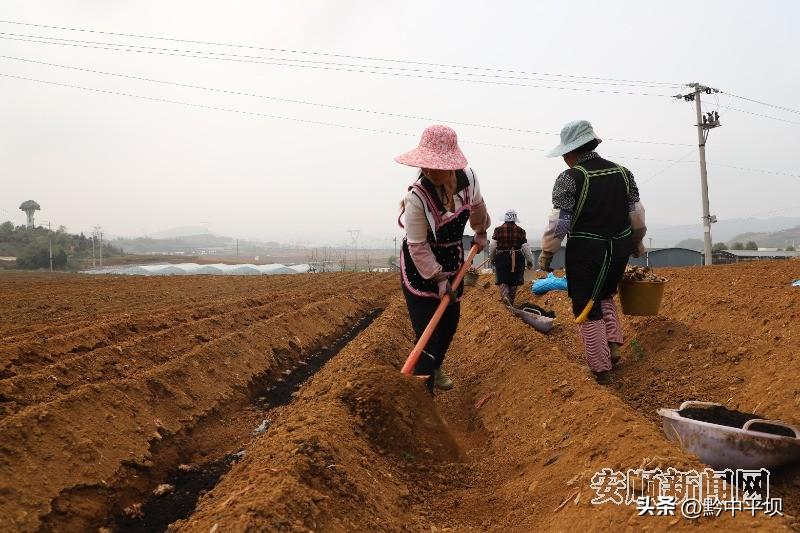 致富经生姜种植技术视频_农村生姜栽培种植技术_农村种植生姜致富