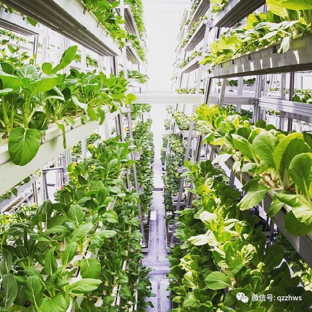 水培空心菜种植技术_种植水培空心菜技术与管理_种植水培空心菜技术视频