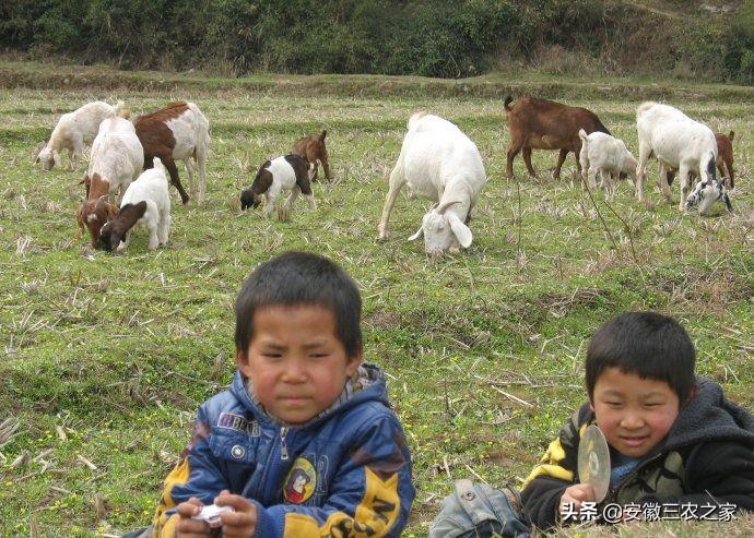 养殖脱贫致富_养殖致富案例_扶贫养殖致富视频