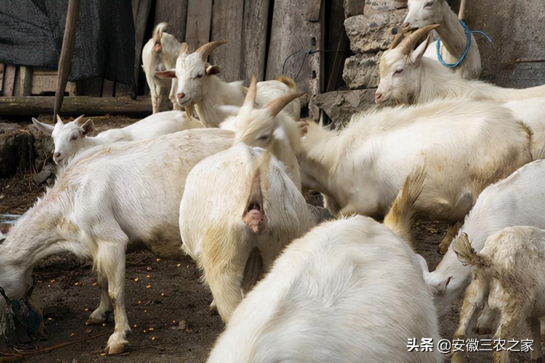 扶贫养殖致富视频_养殖脱贫致富_养殖致富案例