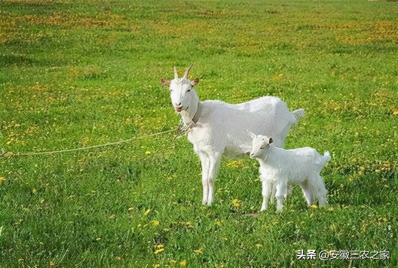 养殖致富案例_扶贫养殖致富视频_养殖脱贫致富