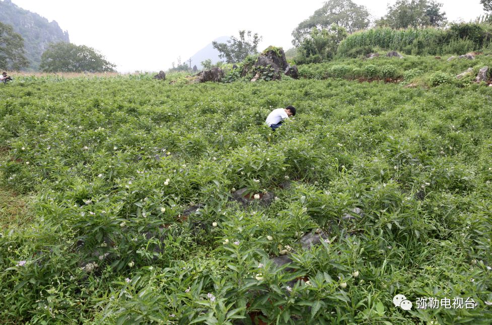 弥勒种植香椿致富_云南弥勒香椿种植_弥勒香椿种植基地