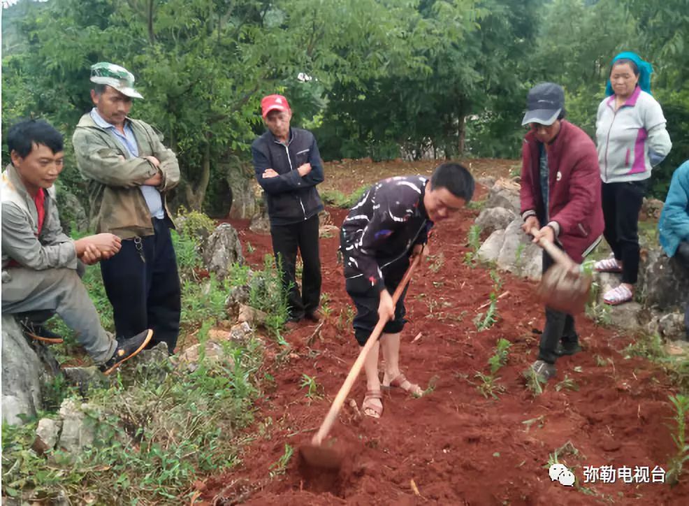 云南弥勒香椿种植_弥勒香椿种植基地_弥勒种植香椿致富