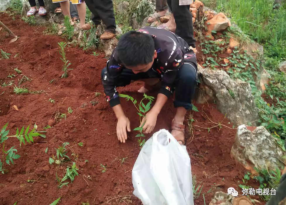 云南弥勒香椿种植_弥勒香椿种植基地_弥勒种植香椿致富