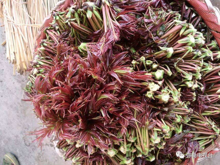 弥勒香椿种植基地_弥勒种植香椿致富_云南弥勒香椿种植