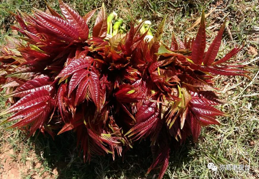 弥勒香椿种植基地_弥勒种植香椿致富_云南弥勒香椿种植