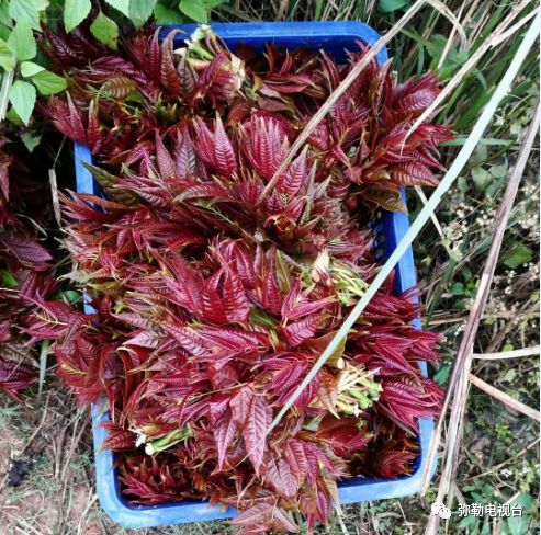 云南弥勒香椿种植_弥勒种植香椿致富_弥勒香椿种植基地