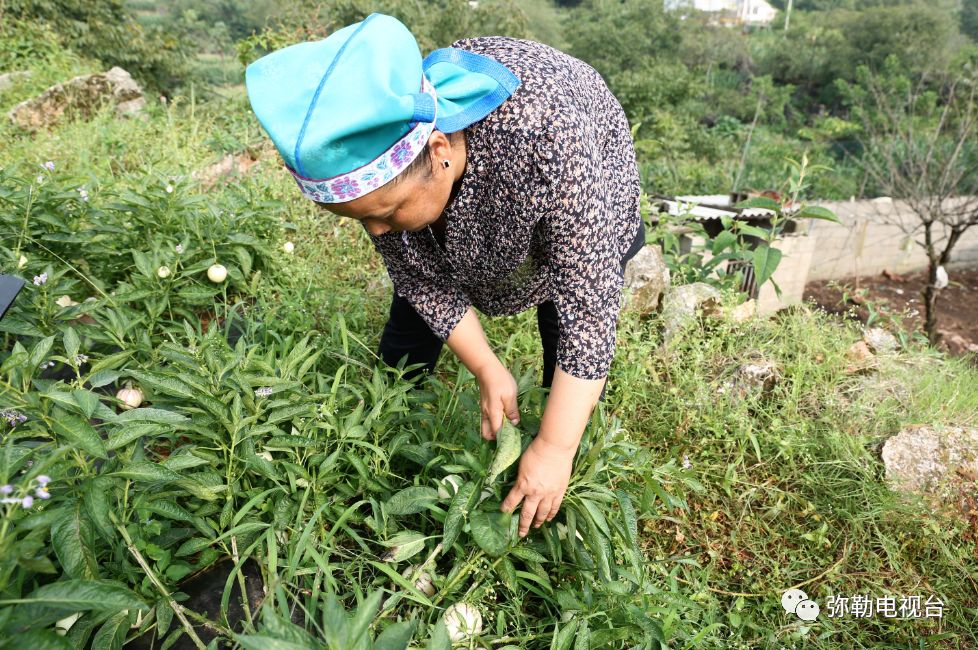 弥勒香椿种植基地_弥勒种植香椿致富_云南弥勒香椿种植