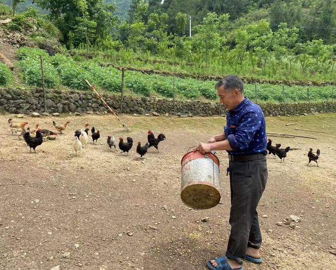 致富金土鸡养殖_土鸡养殖致富经2019年全集_土鸡养殖致富经