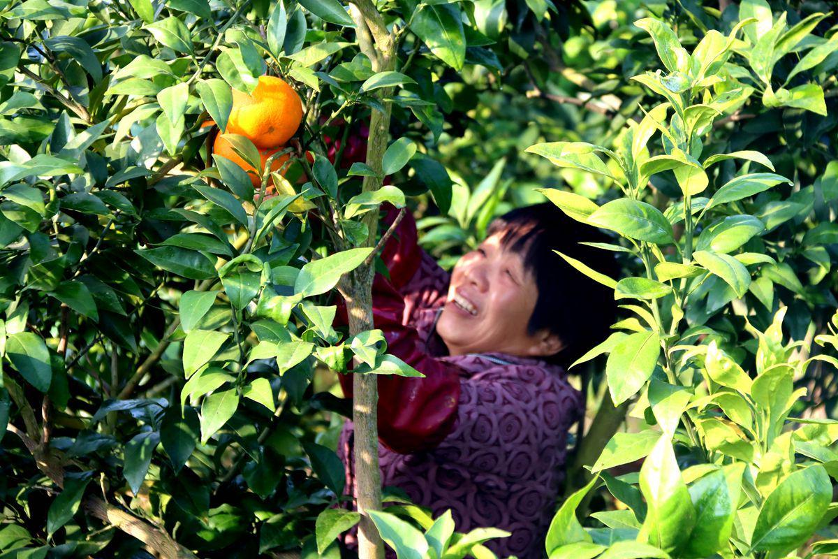 致富水果种植农民门路新闻报道_致富创业网搞种植水果_农民水果种植致富新门路