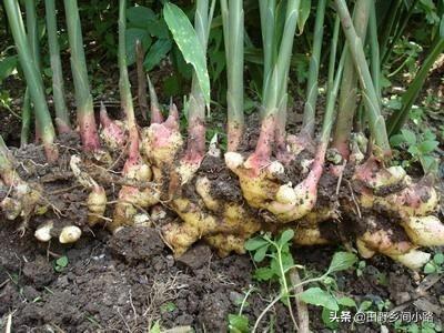 农村种植生姜致富_致富经生姜种植技术视频_生姜种植的利润和前景