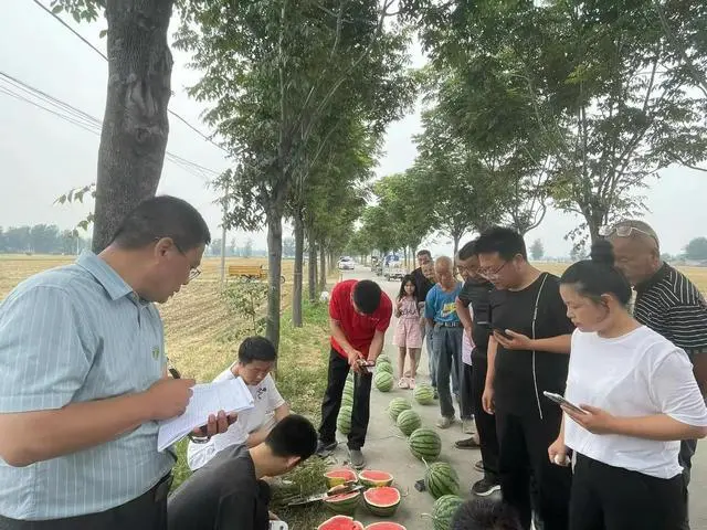 河南西瓜育苗基地_商丘西瓜种植致富_致富经西瓜种植全视频