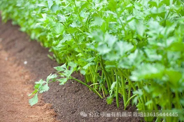 芹菜水培种植技术_芹菜种植水培技术要点_芹菜的水培种植方法