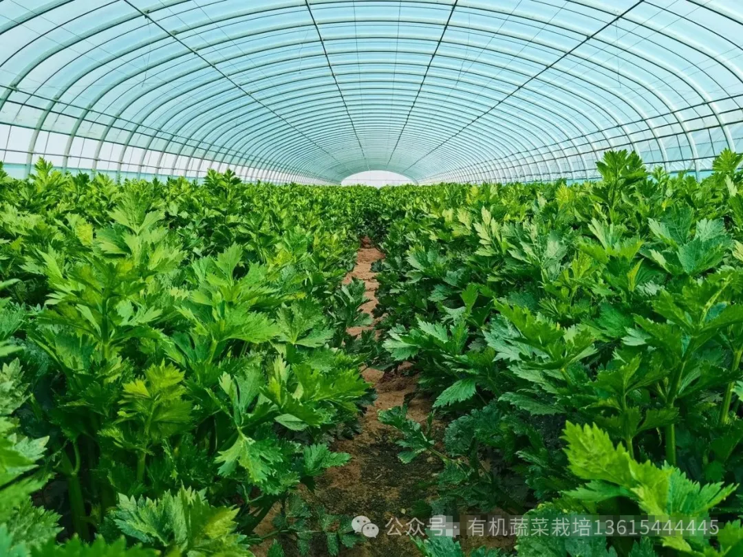 芹菜种植水培技术要点_芹菜的水培种植方法_芹菜水培种植技术