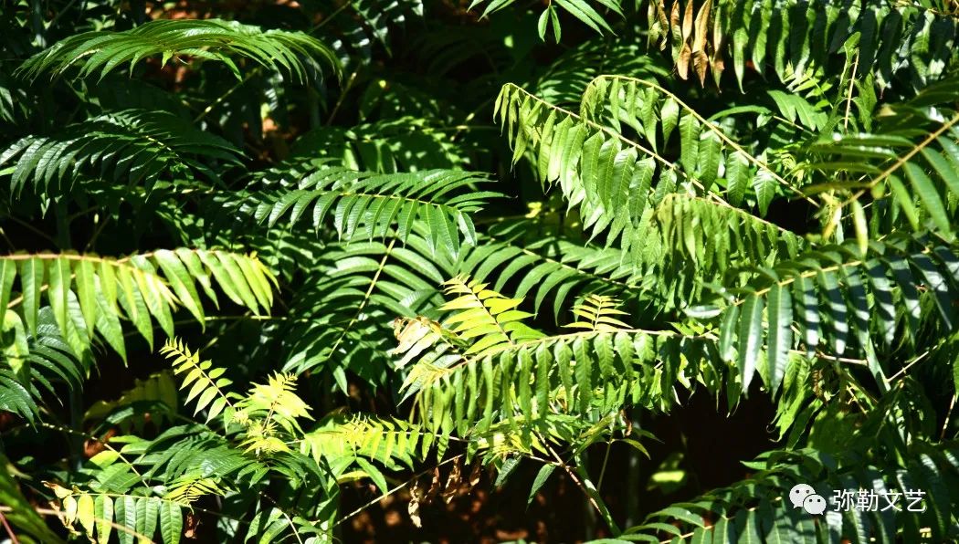 云南弥勒香椿种植_弥勒种植香椿致富_致富种植弥勒香椿视频