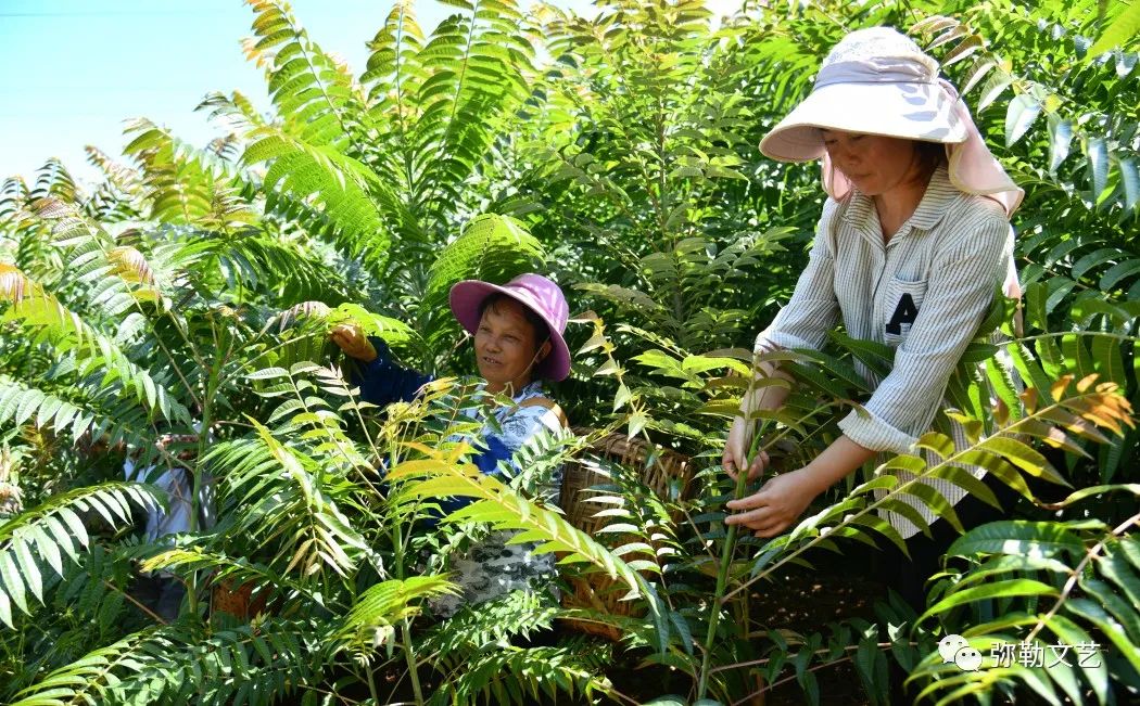 云南弥勒香椿种植_致富种植弥勒香椿视频_弥勒种植香椿致富