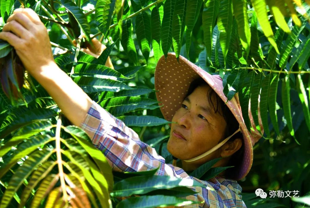 弥勒种植香椿致富_云南弥勒香椿种植_致富种植弥勒香椿视频