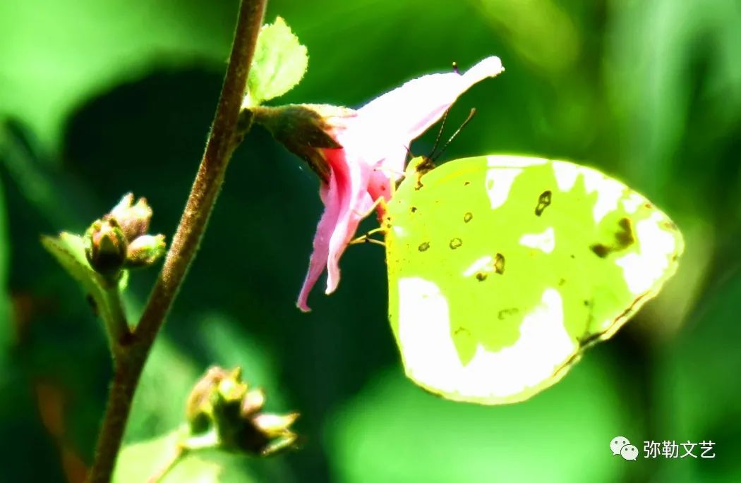 弥勒种植香椿致富_致富种植弥勒香椿视频_云南弥勒香椿种植